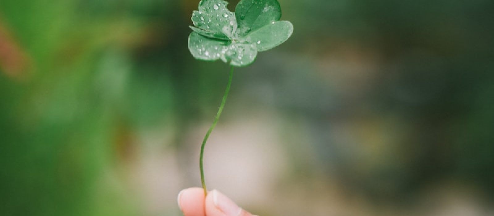 Photo by Harris Vo bokeh photography of person holding green leaf